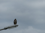 FZ020307 Buzzard (Buteo buteo) on lamppost.jpg